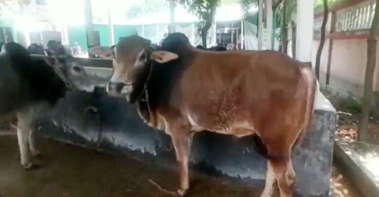 ডাকাতি করা গরু দিয়ে ডেইরি ফার্ম, ৪১ গরু উদ্ধার