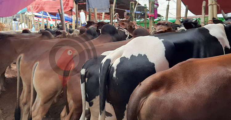 দাম নেই, গরু নিয়ে বাড়ি ফিরছেন ব্যবসায়ীরা