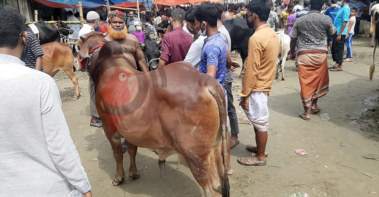 লোকসানেই বড় গরু ছাড়ছেন ব্যাপারীরা