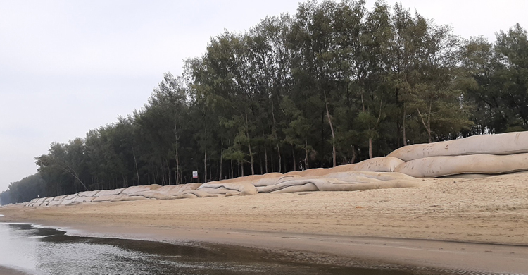 সৌন্দর্য হারাচ্ছে কক্সবাজার সৈকতের ঝাউবাগান