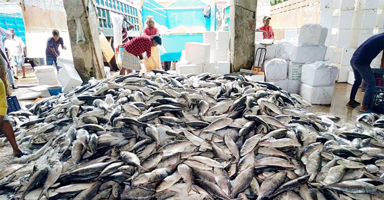 কক্সবাজারে ঝাঁকে ঝাঁকে ইলিশ মিললেও দাম নিয়ে হতাশ জেলেরা