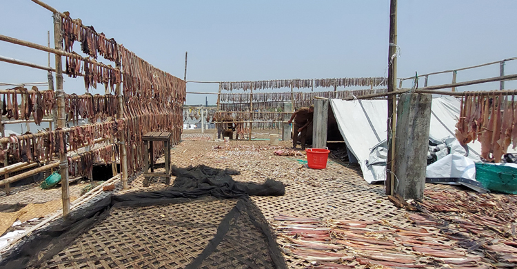 কক্সবাজারে বিক্রি নিষিদ্ধ হাঙর-শাপলাপাতার শুঁটকি জব্দ