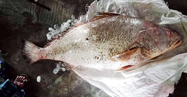 ৩৩ কেজির পোপা মাছের দাম হাঁকা হচ্ছে সাড়ে ৭ লাখ টাকা