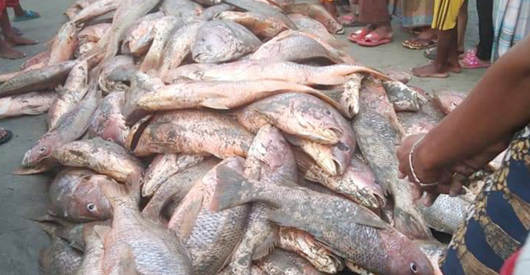 সেন্টমার্টিনে এক জালে ধরা পড়লো ৬ লাখ টাকার লাল কোরাল