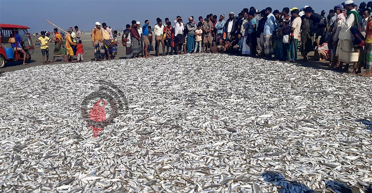 এক জালেই ৩০০ মণ মাছ, ছয় লাখে বিক্রি