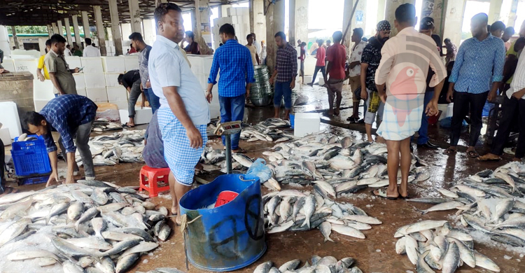 দুদিনে কক্সবাজার এসেছে ২০ টন ইলিশ, নাগালের বাইরে দাম
