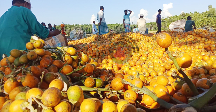 সুপারিতে স্বপ্ন দেখাচ্ছে কক্সবাজার