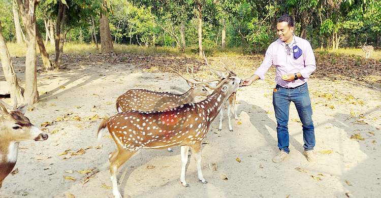 ডুলাহাজারার সাফারি পার্ক যেন হরিণের রাজ্য