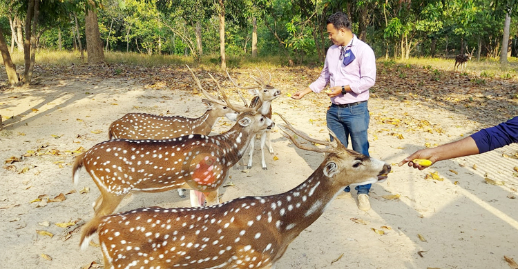 ডুলাহাজারার সাফারি পার্ক যেন হরিণের রাজ্য
