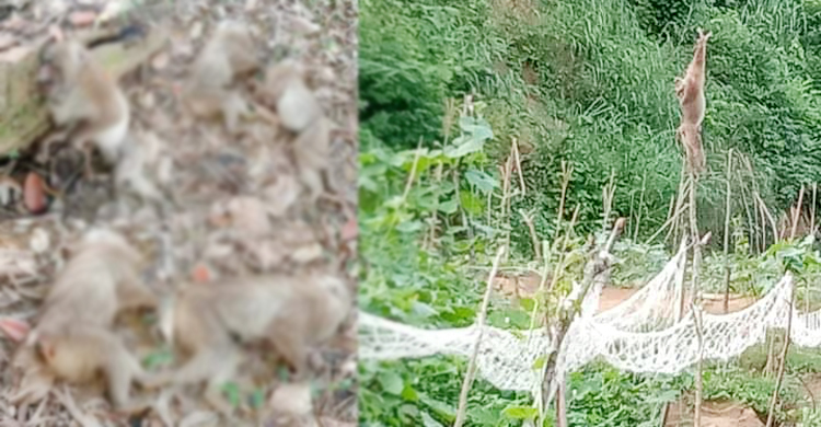 ক্ষেত নষ্ট করায় বিষ দিয়ে বানর হত্যার অভিযোগ