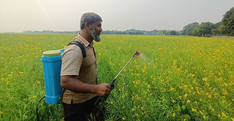 ১৯৭১ সালের পর চাঁপাইনবাবগঞ্জে সর্বোচ্চ সরিষার আবাদ