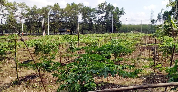 বাড়ির আঙিনায় সবজি চাষে সরকারি সহায়তা পাচ্ছেন কৃষকরা