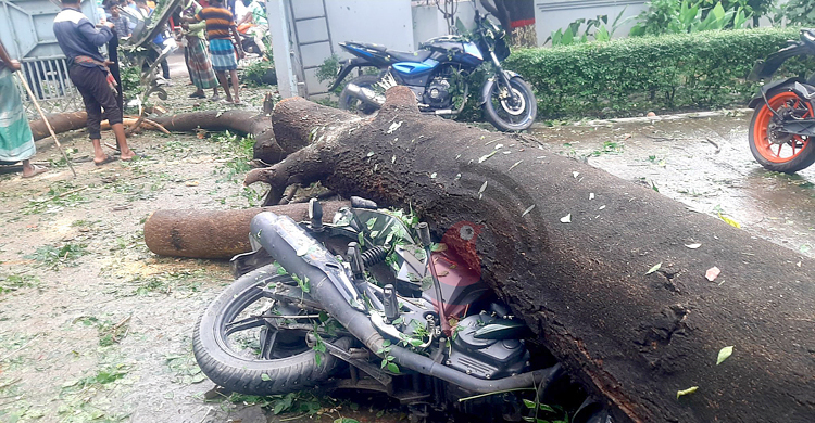 সিত্রাংয়ে ঢাবিতে উপড়ে গেলো ২০ গাছ