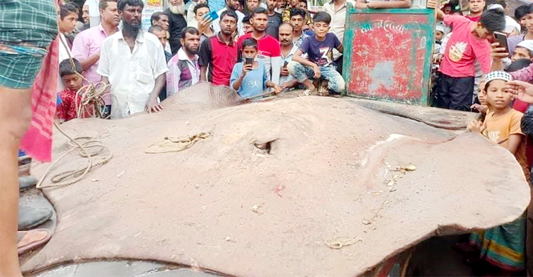 এক মাছ বেচেই লাভ দেড় লাখ টাকা