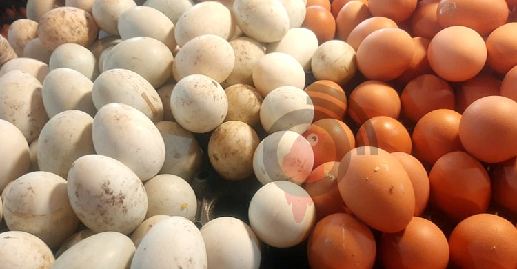 ডিমের মূল্যবৃদ্ধি সাময়িক: কৃষিমন্ত্রী