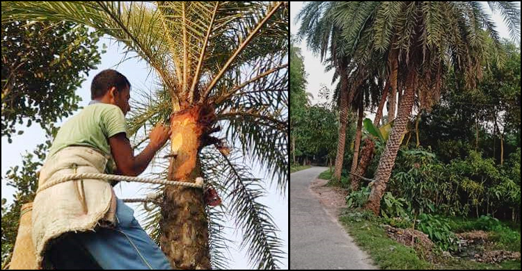 কমে গেছে খেজুর গাছ, শীত এলেও নেই রস নিয়ে ব্যস্ততা