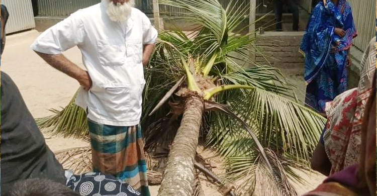 কিস্তি তুলতে গিয়ে গাছচাপায় এনজিওকর্মী নিহত