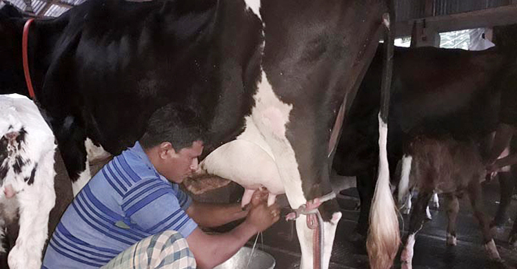দুধ উৎপাদনে খামারিদের দেওয়া ঋণ সমন্বয়ের মেয়াদ বাড়লো