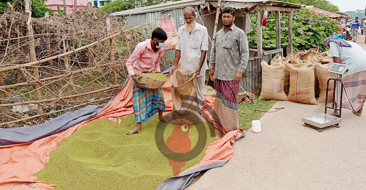 ফলন ভালো না হলেও দামে খুশি মুগডাল চাষিরা