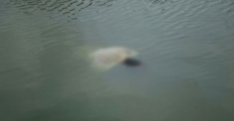 চিলমারীতে পানিতে ডুবে শিশুর মৃত্যু