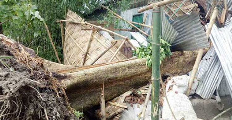জীবননগরে ঘূর্ণিঝড় আম্ফানে বৃদ্ধা ও শিশুর মৃত্যু