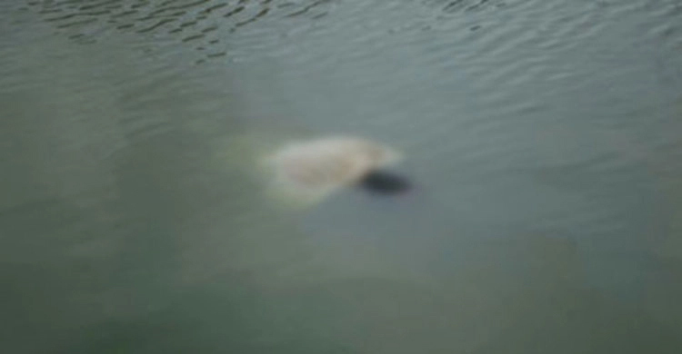 পুকুরে ডুুবে মারা গেল শিশুটি