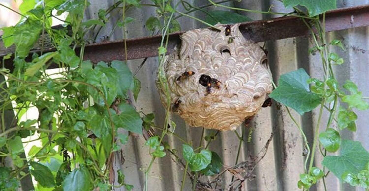 নেত্রকোনায় ভিমরুলের কামড়ে শিশুর মৃত্যু