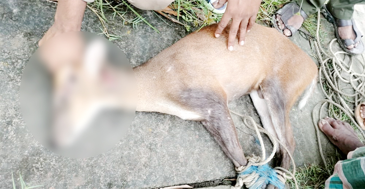 বাঘের আক্রমণ থেকে বাঁচতে লোকালয়ে হরিণ
