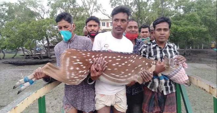আবারও পথ ভুলে সুন্দরবনের হরিণ লোকালয়ে
