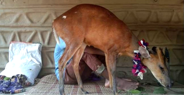 প্রাণে বাঁচতে ভারত থেকে বাংলাদেশে হরিণশাবক