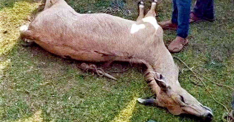 জনতার ভয়ে পালাতে গিয়ে প্রাণ গেলো হরিণের