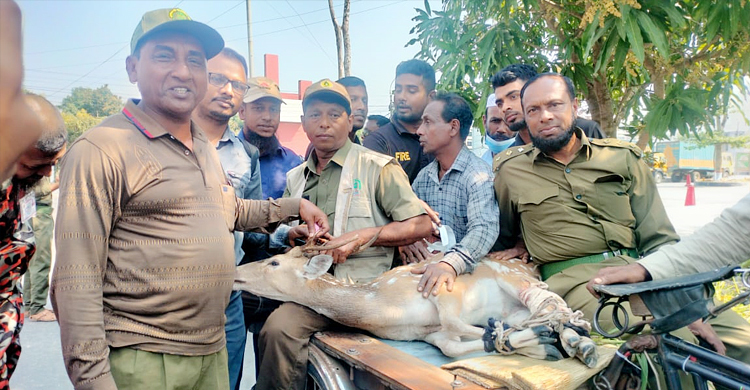 ৯ মাস লোকালয়ের জীবন ছেড়ে বনে ফিরলো হরিণটি