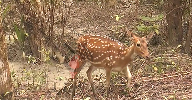 Deer-4