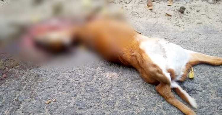 ট্রাকচাপায় মারা গেলো মায়া হরিণ