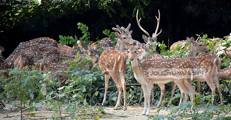 এবার ৫০ হাজার টাকায় কেনা যাবে চিড়িয়াখানার হরিণ