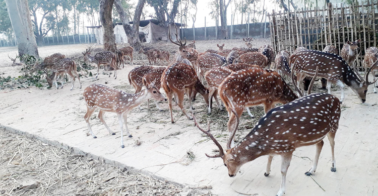 রামসাগরে মায়াবী চিত্রা হরিণের পরিবারে নতুন ৮ অতিথি