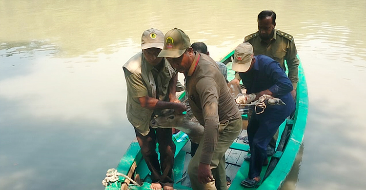৯ মাস লোকালয়ের জীবন ছেড়ে বনে ফিরলো হরিণটি