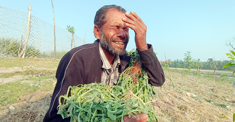 কৃষকের ১০ হাজার তরমুজ গাছ উপড়ে ফেললেন পাউবো প্রকৌশলী