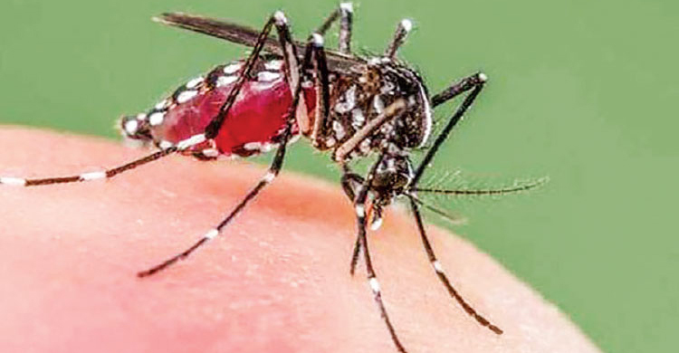 ডেঙ্গু জ্বরে আক্রান্তের সংখ্যা ৩০০