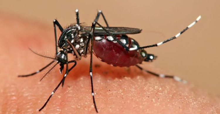 99 dengue patients undergoing treatment at country’s hospitals