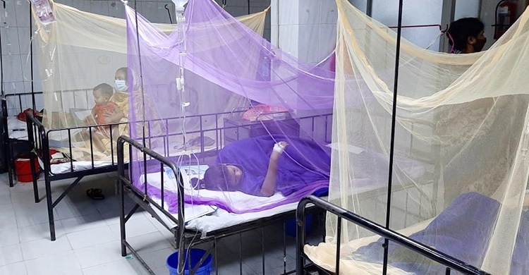 203 more hospitalized with dengue fever in 24 hrs