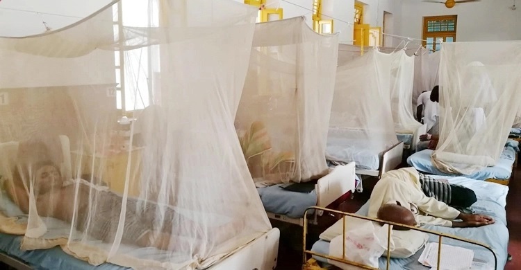 252 with dengue fever hospitalized in a day