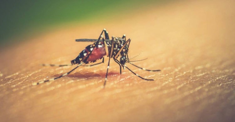 Now dengue takes hold; 21 cases reported in 24 hrs