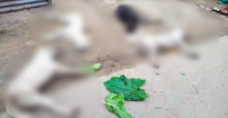 একটি মুরগি মেরে ফেলায় ৫ কুকুর হত্যা