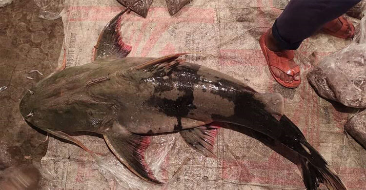 ২৫ হাজারে বিক্রি হবে ৩২ কেজির বাঘাইড়