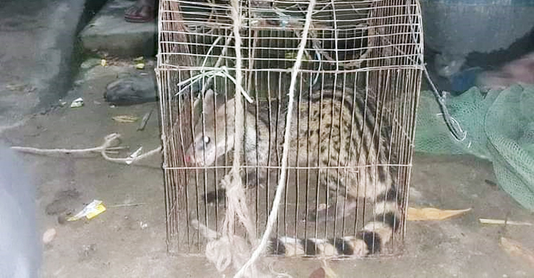 ফুলগাজীর লোকালয়ে আটক মেছোবাঘ, সেগুনবাগানে অবমুক্ত