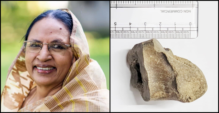 ৭০ হাজার বছরের পুরোনো ডাইনোসরের ফসিল দিলেন পাবিপ্রবি উপাচার্য