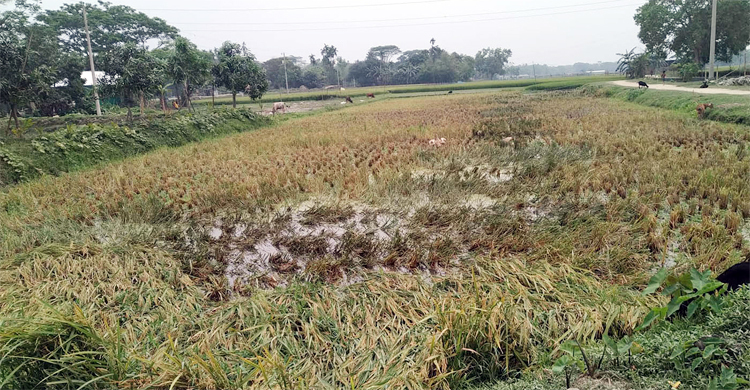 রাতের আঁধারে কৃষকের ৪৪ শতক জমির ধান কেটে নিয়ে গেল প্রতিপক্ষ