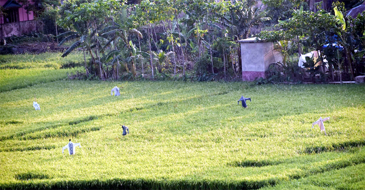এক পায়ের অতন্দ্র প্রহরী কাকতাড়ুয়া