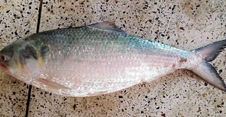 পৌনে ৩ কেজির এক ইলিশ পাঁচ হাজার টাকায় বিক্রি